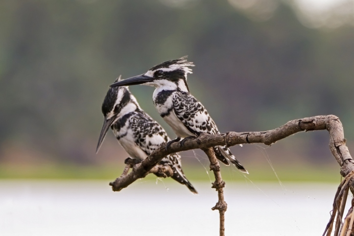 The Crested Kingfisher_8A3860