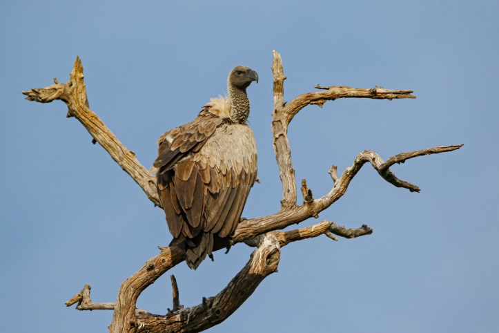 White-backed vulture_8A3753